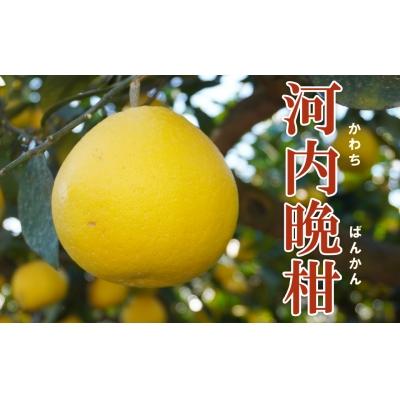 ふるさと納税 愛南町 果樹園みどりの河内晩柑5kg(家庭用ミックス)