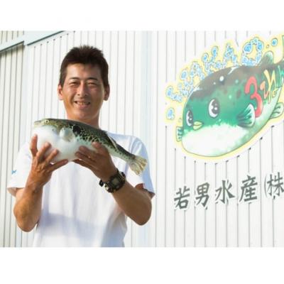 ふるさと納税 南あわじ市 【若男水産】【淡路島3年とらふぐ】松　ふぐ鍋　刺身・白子セット(3〜4人前)_3