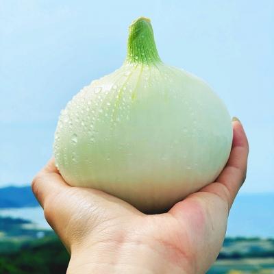 ふるさと納税 南あわじ市 淡路島スイートオニオン 淡路島産新玉ねぎ 5kg ◆配送3月上旬-6月下旬頃の画像
