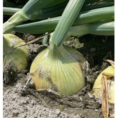 ふるさと納税 南あわじ市 淡路島スイートオニオン 淡路島産新玉ねぎ 5kg ◆配送3月上旬-6月下旬頃の画像
