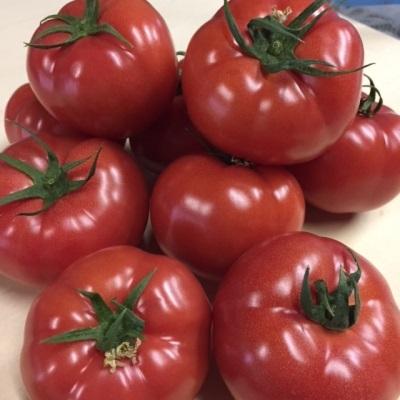 ふるさと納税 飯能市 [完熟とまとの新井園]桃太郎トマト 2kg