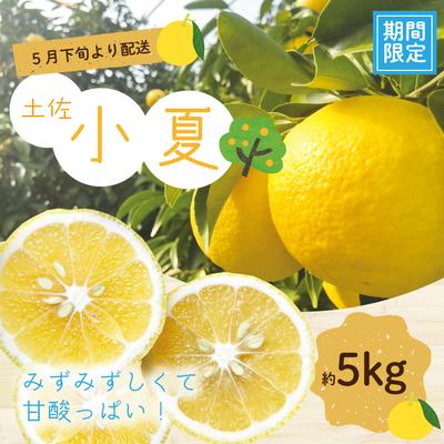 ふるさと納税 四万十市 [早期受付]爽やかな酸味がたまらない!!四万十市産ハウス小夏(贈答用) 約5kg(18〜30個)25