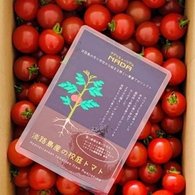 ふるさと納税 南あわじ市 アグリミュージアムNADA 校庭トマト 2kg