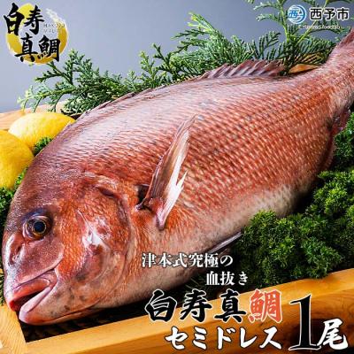 ふるさと納税 西予市 <津本式の血抜き×白寿真鯛 セミドレス 1尾(約1.5kg)> 尾頭付き ギフト 愛媛 三瓶 お祝い