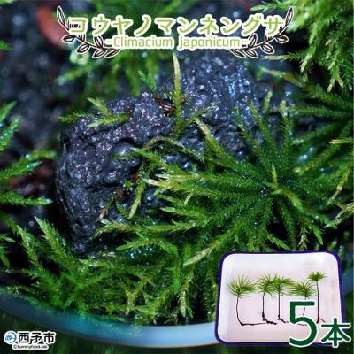 ふるさと納税 西予市 <コウヤノマンネングサ [Climacium japonicum] 人工栽培品種 5本> 緑 苔