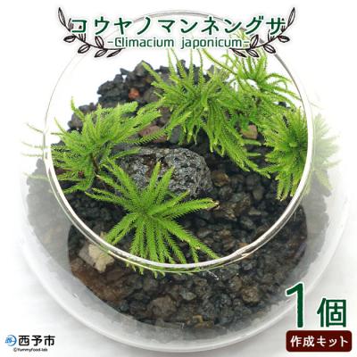 ふるさと納税 西予市 <初めてでも簡単!10分で作れる コウヤノマンネングサの岩作成キット ★作り方動画付> 手作り 緑