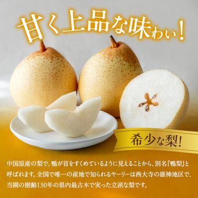 ふるさと納税 瀬戸内市 石原果樹園 備前乙女梨(鴨梨) 5〜6玉 合計約3kg  岡山県産 [No.5735-1159]の画像