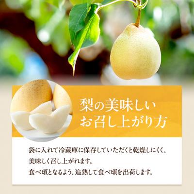 ふるさと納税 瀬戸内市 石原果樹園 備前乙女梨(鴨梨) 5〜6玉 合計約3kg  岡山県産 [No.5735-1159]の画像