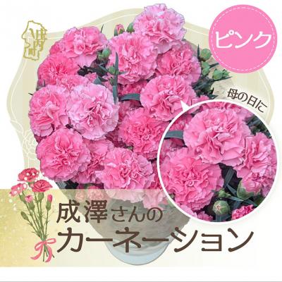 ふるさと納税 庄内町 [R8.5月初旬より順次発送]成澤さんのカーネーション ピンク(入金期限:2026.4.30)