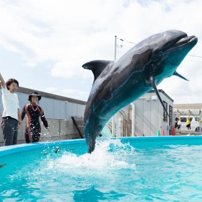 ふるさと納税 室戸市 トレーナー体験1名(3歳以上小学生) | 