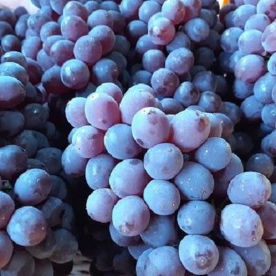 ふるさと納税 上山市 松田農園の種なしぶどう「キングデラ」1.8kg