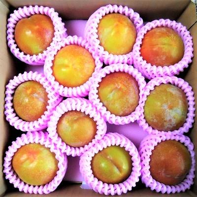 ふるさと納税 上山市 すもも(秋姫)1.5kg