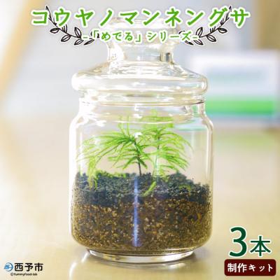 ふるさと納税 西予市 <「めでる」シリーズ:苔テラリウム制作キット コウヤノマンネングサ 3本パック> インテリア 緑