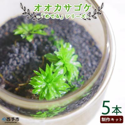 ふるさと納税 西予市 <「めでる」シリーズ:苔テラリウム制作キット オオカサゴケ 5本パック> インテリア 緑 グリーン