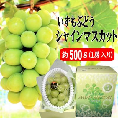 ふるさと納税 出雲市 [2026年8月中旬以降発送]いずもぶどう シャインマスカット(500g見当)[1-093]