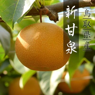 ふるさと納税 八頭町 [2026年発送]プレミアム新甘泉 5kg