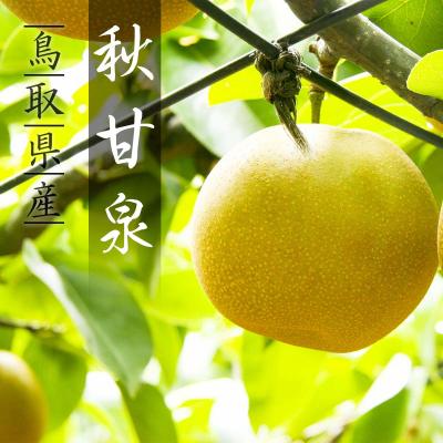 ふるさと納税 八頭町 [2026年発送分]プレミアム秋甘泉 3kg