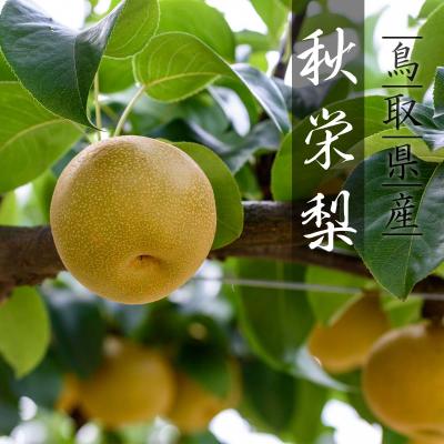 ふるさと納税 八頭町 秋栄梨(秀) 3kg