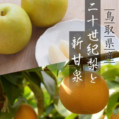 ふるさと納税 八頭町 二十世紀梨と新甘泉のセット 3kg