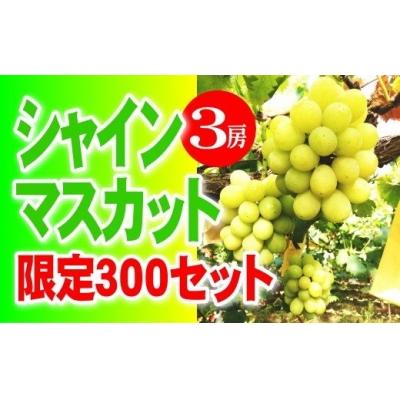 ふるさと納税 和気町 [2026年8月下旬より順次発送] シャインマスカット 3房 優品 ハウス栽培 数量限定 送料無料