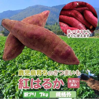 ふるさと納税 薩摩川内市 薩摩で育てたさつまいも(紅はるか)洗い 規格外 7kg ZS-923