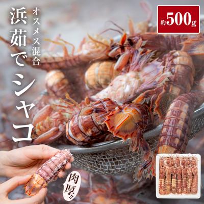 ふるさと納税 石巻市 先行予約 宮城県産 浜茹で シャコエビ 500g(オスメス混合)冷蔵 産地直送 殻付き 子持ち 肉厚