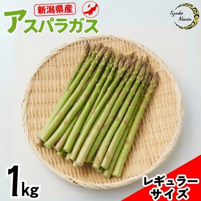 ふるさと納税 三条市 先行受付アスパラガス レギュラー 約1kg[2026年5月頃から順次発送予定] 