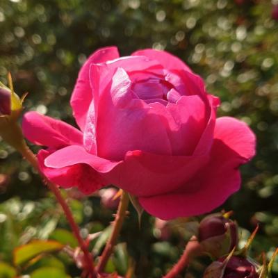ふるさと納税 飯能市 【Apple Roses】バラ苗『グローブマイスター』新苗育成苗6号ポット植え[52210679] | 