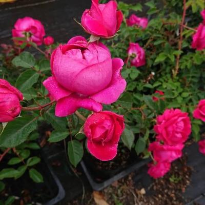 ふるさと納税 飯能市 【Apple Roses】バラ苗『グローブマイスター』新苗育成苗6号ポット植え[52210679] |  | 01
