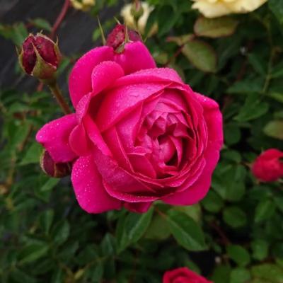 ふるさと納税 飯能市 【Apple Roses】バラ苗『グローブマイスター』新苗育成苗6号ポット植え[52210679] |  | 02