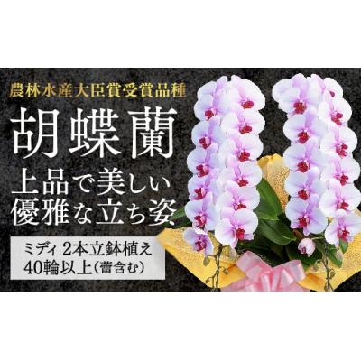 ふるさと納税 山口市 【農林水産大臣賞受賞品種】ミディ系ピンク胡蝶蘭!『乙姫(おとひめ)』2本立 C017 | 