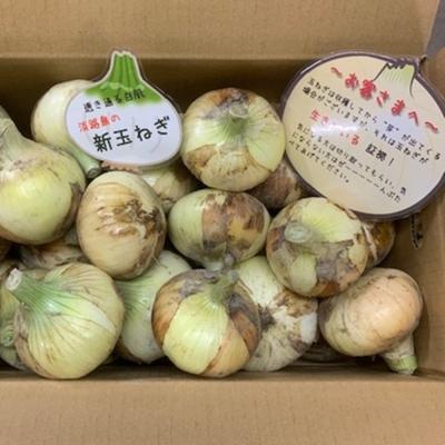 ふるさと納税 南あわじ市 新玉ねぎ シャーロットオニオン 2kg ◆配送3月〜6月