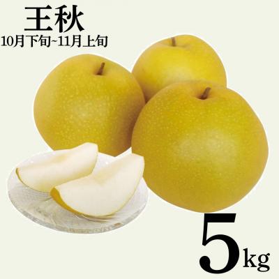 ふるさと納税 湯梨浜町 王秋5kg(12M.)