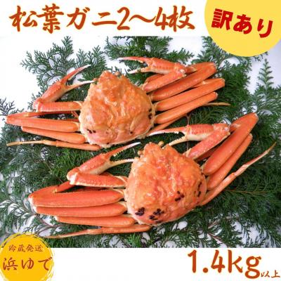 ふるさと納税 湯梨浜町 浜下商店 松葉ガニ2〜4枚〔浜ゆで〕◆訳あり◆(44K.)