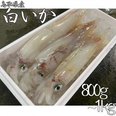 ふるさと納税 湯梨浜町 鳥取県産白いか 800g〜1kg(62M.)