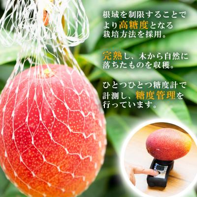 ふるさと納税 西都市 糖度14度以上2玉計900g　長友農園完熟マンゴー(3L×2)宮崎県西都産【先行受付】[2886]_1