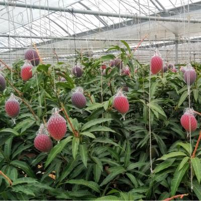 ふるさと納税 西都市 糖度14度以上2玉計900g　長友農園完熟マンゴー(3L×2)宮崎県西都産【先行受付】[2886]_2