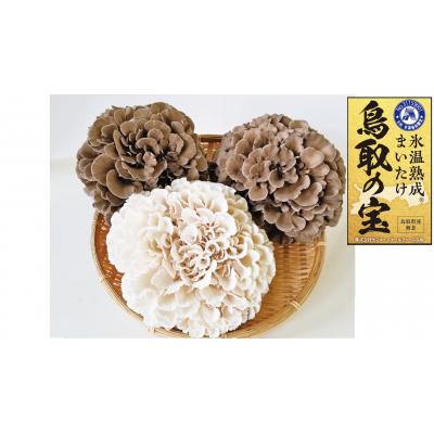 ふるさと納税 湯梨浜町 氷温熟成舞茸『鳥取の宝』と白まいたけの食べ比べセット(102M.)