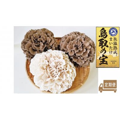 ふるさと納税 湯梨浜町 氷温熟成舞茸『鳥取の宝』と白まいたけの食べ比べセット〔定期便〕(119K.)