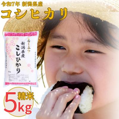 ふるさと納税 三条市 新潟県産 コシヒカリ 5kg 令和7年産 [株式会社白熊] 