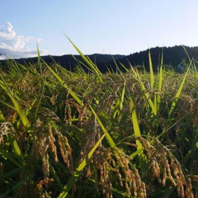 ふるさと納税 三条市 先行受付 [定期便3kg×3ヶ月] コシヒカリ 令和8年産米 新潟県三条市 【013S007】 |  | 01