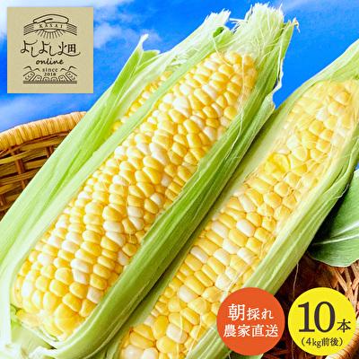 ふるさと納税 加西市 とうもろこし 朝どり 10本 4kg 前後 2025年 兵庫県産 よしよ [No5698-1034]
