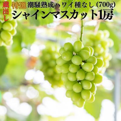 ふるさと納税 湯梨浜町 蔵出し潮騒熟成特選ハワイ種なしシャインマスカット1房(222M.)