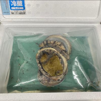 ふるさと納税 南あわじ市 【花光】淡路島産天然活きアワビ |  | 02