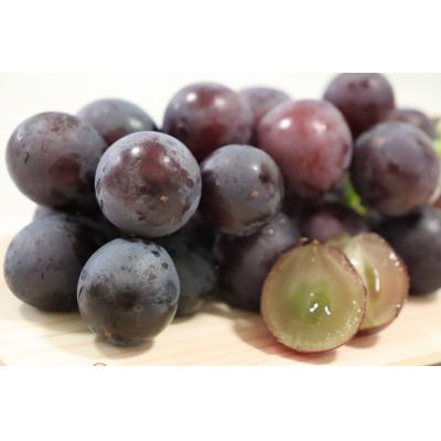 ふるさと納税 吉野町 [令和8年分 先行受付]巨峰1.5Kg