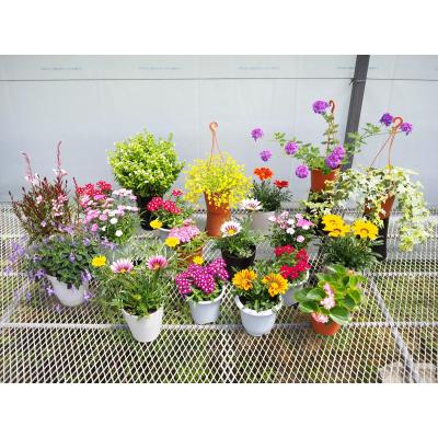 ふるさと納税 越知町 お楽しみ季節の鉢植え(小) | 