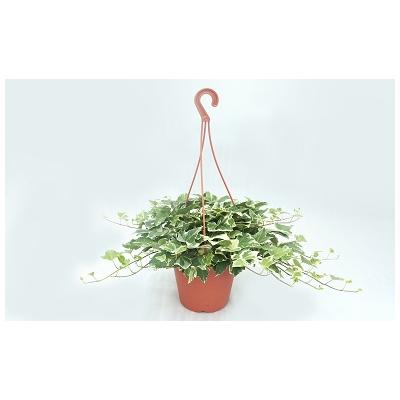 ふるさと納税 越知町 お楽しみ季節の鉢植え(小) |  | 02