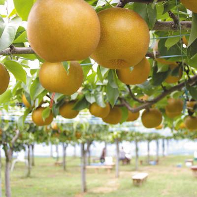 ふるさと納税 三条市 先行受付 和梨 あきづき 約5kg 令和8年度 新潟県三条市産 梨 [小林農園]【012P045】_3