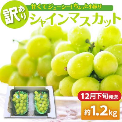 ふるさと納税 五所川原市 [2025年12月下旬発送] [訳あり] シャインマスカット 1.2kg 家庭用 青森