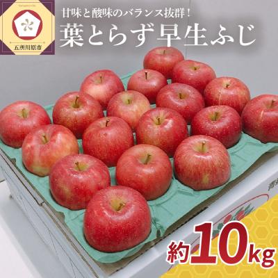 ふるさと納税 五所川原市 [2026年10月発送] りんご 約10kg 葉とらず 早生ふじ 青森県産
